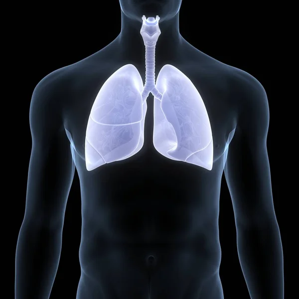 Concetto Anatomia Polmonare Del Sistema Respiratorio Umano — Foto Stock