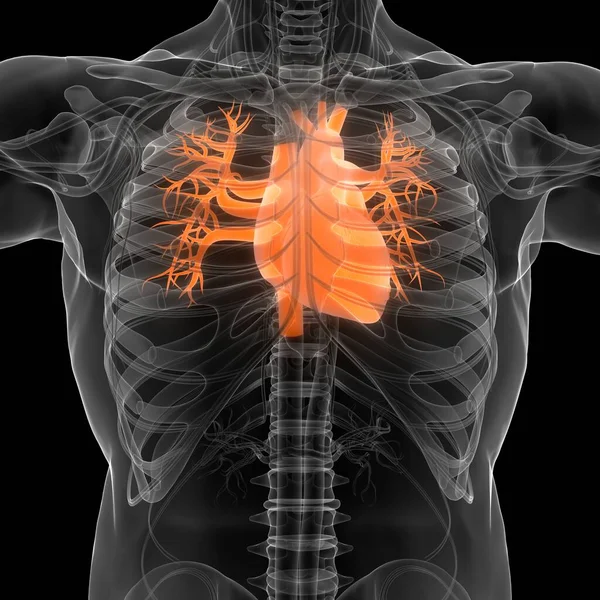 Système Circulatoire Humain Anatomie Cardiaque — Photo