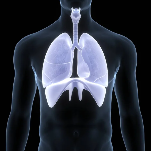 Pulmones Del Sistema Respiratorio Humano Con Anatomía Del Diafragma —  Fotos de Stock