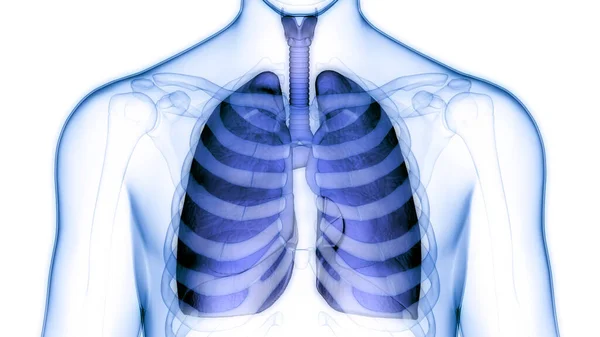 Concetto Anatomia Polmonare Del Sistema Respiratorio Umano — Foto Stock