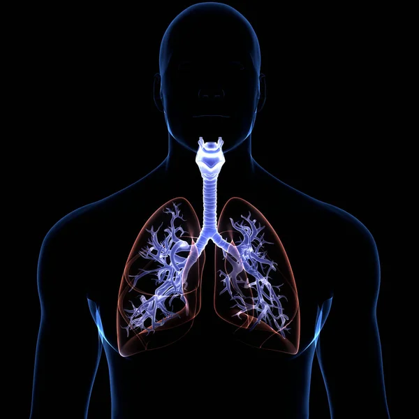 Concetto Anatomia Polmonare Del Sistema Respiratorio Umano — Foto Stock