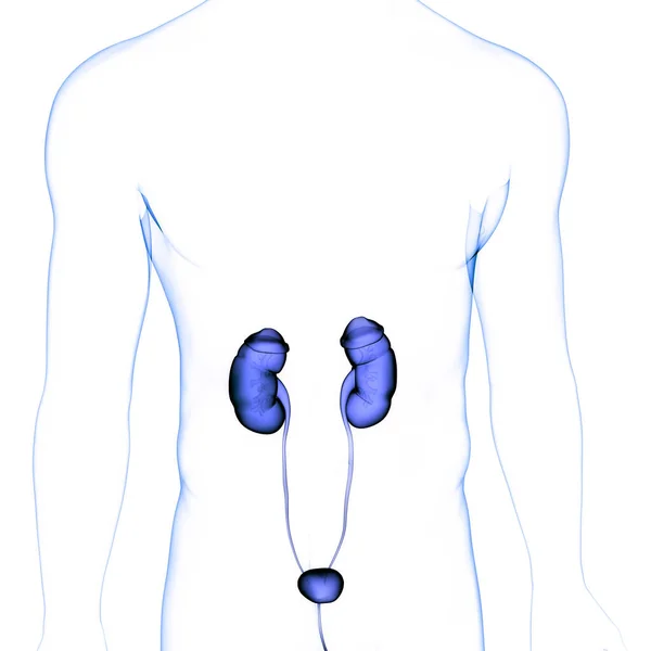 Lidský Močový Systém Ledviny Anatomie — Stock fotografie