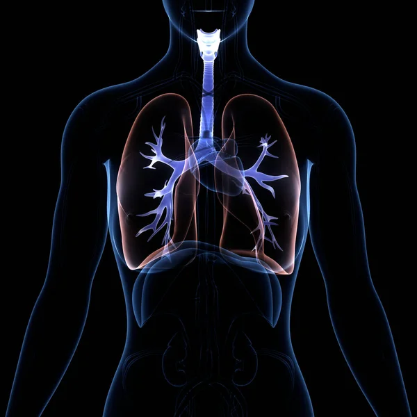 Diyafram Anatomisi Olan Insan Solunum Sistemi Akciğerleri Boyut — Stok fotoğraf