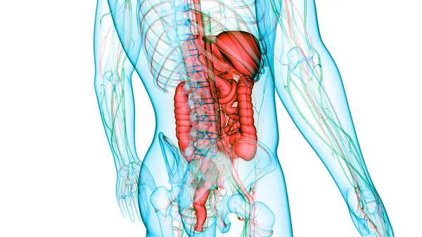 Emberi Emésztőrendszer Anatómia — Stock Fotó