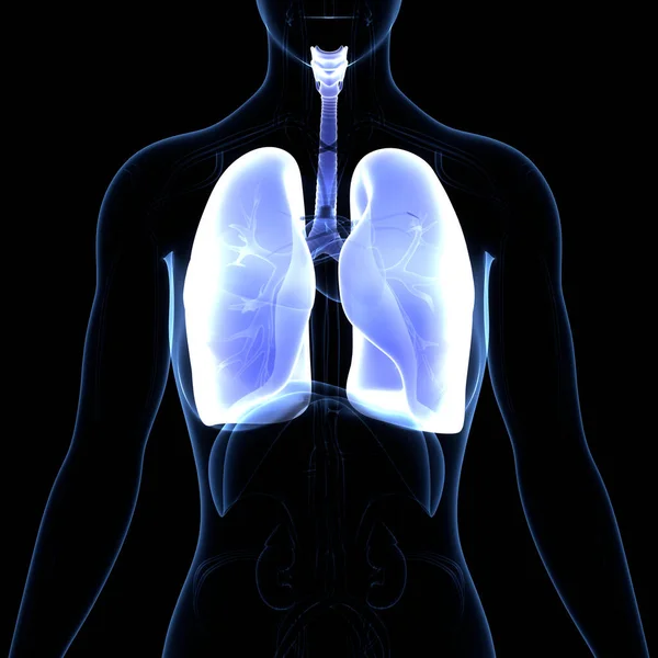 Pulmones Del Sistema Respiratorio Humano Con Anatomía Del Diafragma — Foto de Stock