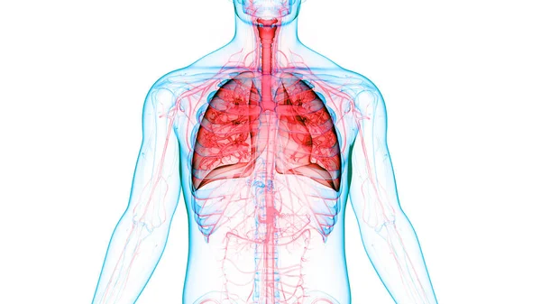 Concetto Anatomia Polmonare Del Sistema Respiratorio Umano — Foto Stock