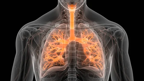 Koncepció Emberi Légzőrendszer Tüdő Anatómia — Stock Fotó