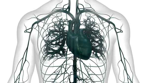 Anatomia Cardiaca Del Sistema Circolatorio Umano — Foto Stock