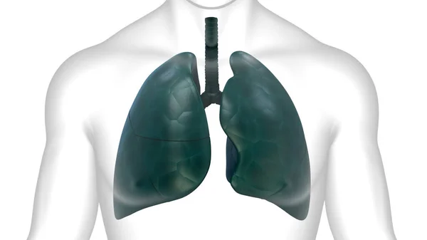 人体呼吸系统的三维概念隆起解剖 — 图库照片