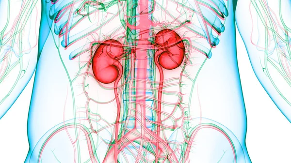 Sistema Urinário Humano Anatomia Dos Rins — Fotografia de Stock