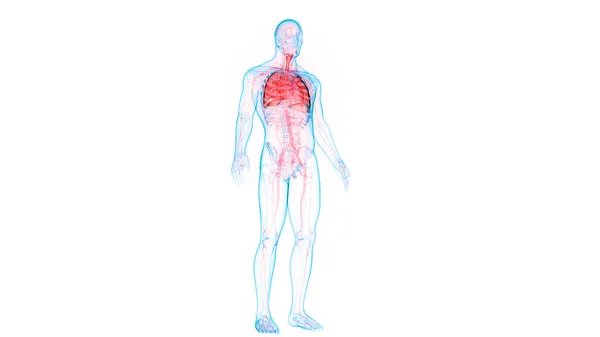 Concepto Anatomía Pulmonar Del Sistema Respiratorio Humano —  Fotos de Stock