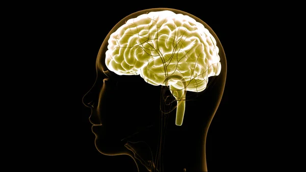 해부학 Brain Anatomy 신경계의 일종이다 — 스톡 사진