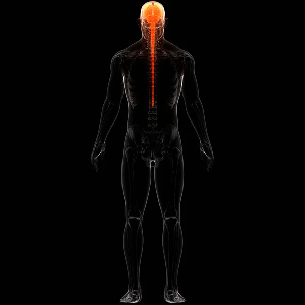 Organo Centrale Del Sistema Nervoso Umano Anatomia Cerebrale — Foto Stock