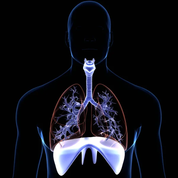 Système Respiratoire Humain Poumons Avec Anatomie Diaphragme — Photo