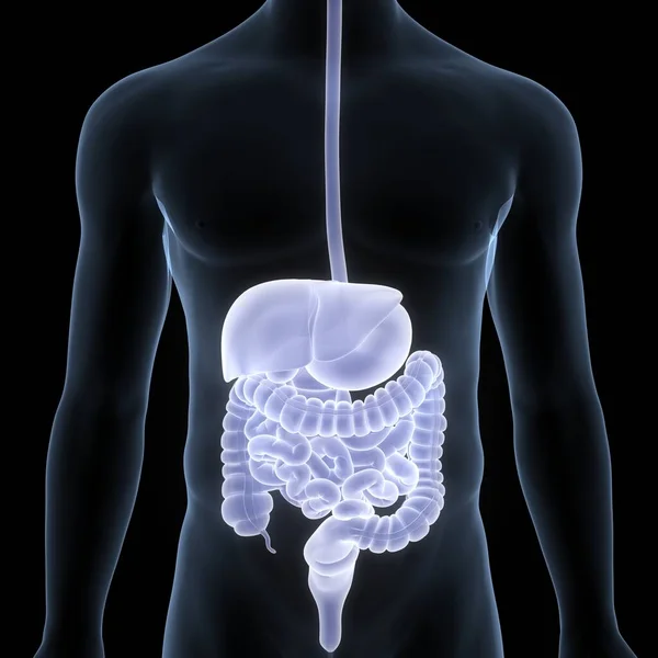 Anatomia Del Sistema Digestivo Umano — Foto Stock