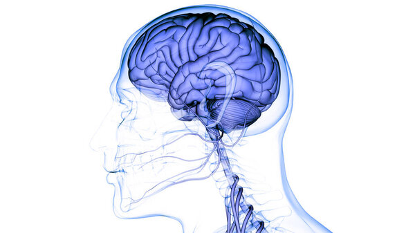 Central organ of Human Nervous System Brain Anatomy. 3D