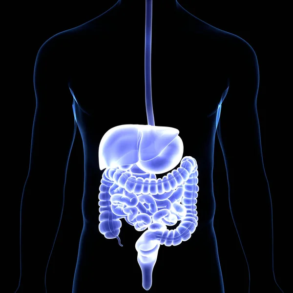 Anatomie Van Het Spijsverteringsstelsel — Stockfoto