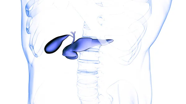 Mänskliga Inre Organ Bukspottkörtel Med Gallblåsan Anatomi Tredimensionell — Stockfoto