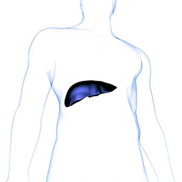 Organo Digestivo Interno Umano Anatomia Epatica — Foto Stock