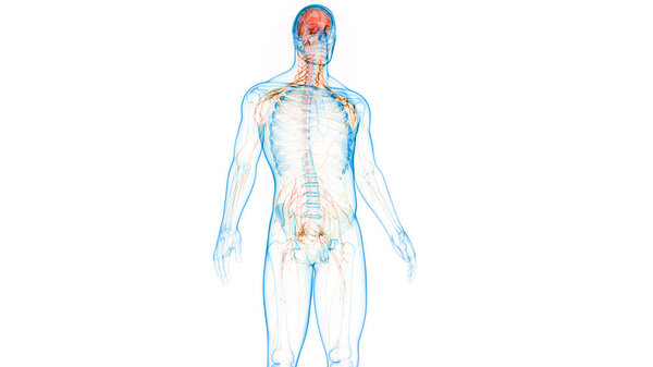 Central organ of Human Nervous System Brain Anatomy. 3D
