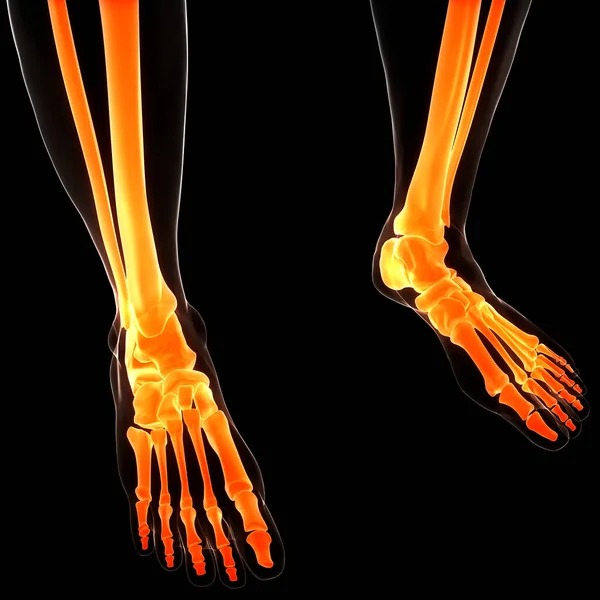 Emberi Csontváz Rendszer Tibia Fibula Bone Ízületek Anatómia — Stock Fotó