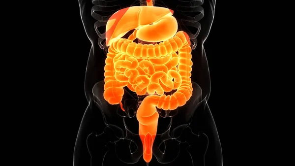 Human Digestive System Anatomy — Stock Photo, Image