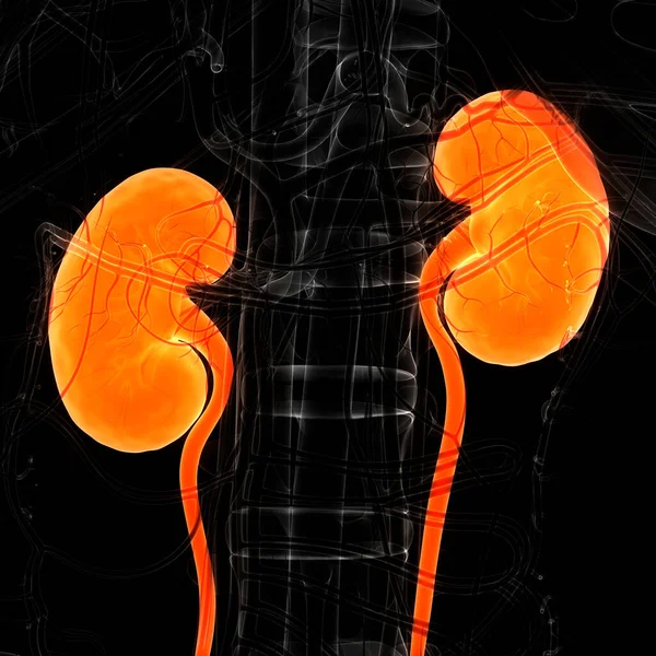 Anatomie Des Menschlichen Harnsystems Nieren — Stockfoto