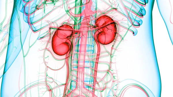 Anatomía Renal Del Sistema Urinario Humano —  Fotos de Stock