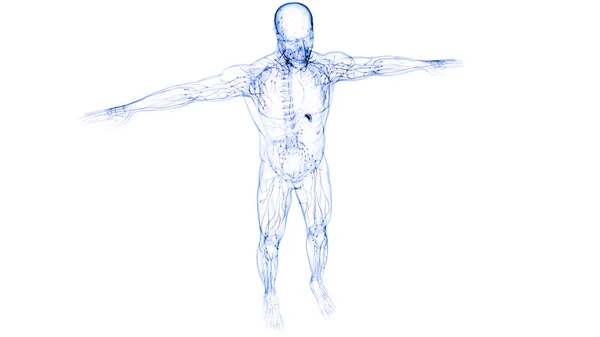 Sistema Interno Humano Anatomia Dos Nódulos Linfáticos — Fotografia de Stock