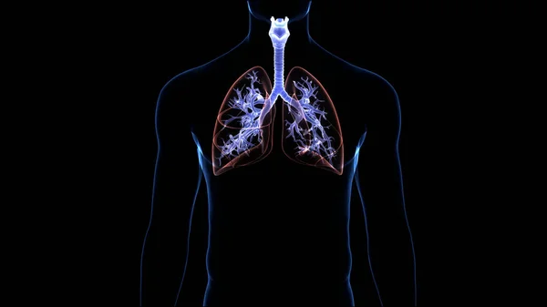 Concepto Anatomía Pulmonar Del Sistema Respiratorio Humano — Foto de Stock