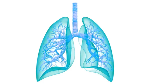 Concept Van Het Menselijk Ademhalingssysteem Longen Anatomie — Stockfoto