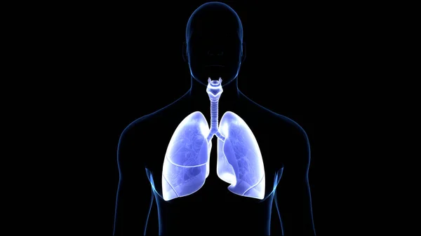 Concetto Anatomia Polmonare Del Sistema Respiratorio Umano — Foto Stock