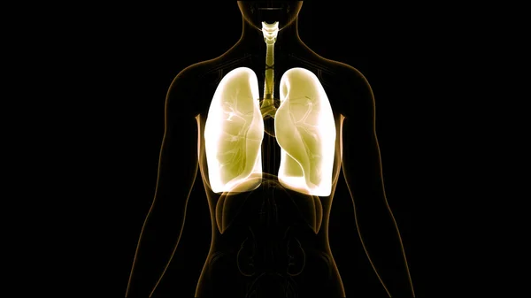 Pulmones Del Sistema Respiratorio Humano Con Anatomía Del Diafragma —  Fotos de Stock