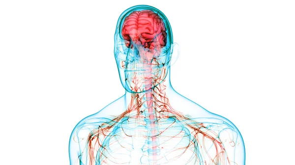 Organe Central Anatomie Cérébrale Système Nerveux Humain — Photo