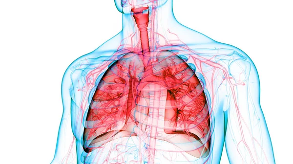 Concetto Anatomia Polmonare Del Sistema Respiratorio Umano — Foto Stock