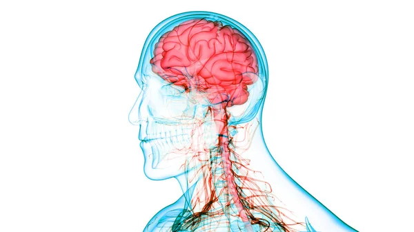 Órgão Central Sistema Nervoso Humano Anatomia Cérebro — Fotografia de Stock