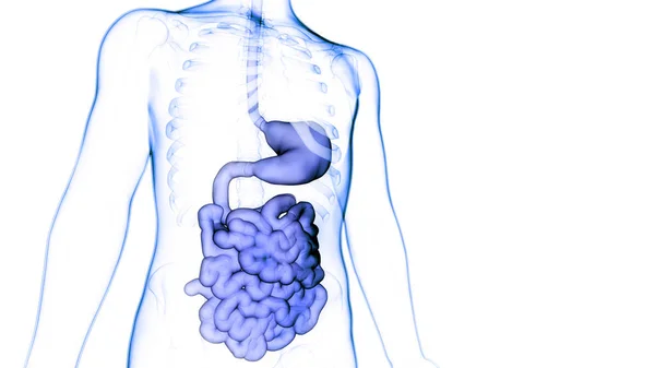 Anatomie Des Menschlichen Verdauungssystems — Stockfoto