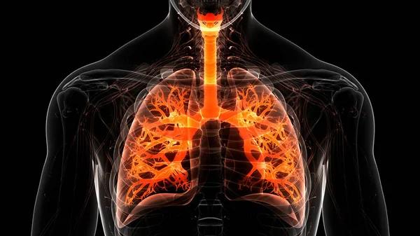 Concepto Anatomía Pulmonar Del Sistema Respiratorio Humano — Foto de Stock