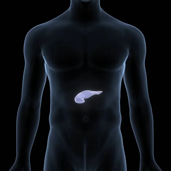 人体内器官胰腺与胆囊解剖 — 图库照片