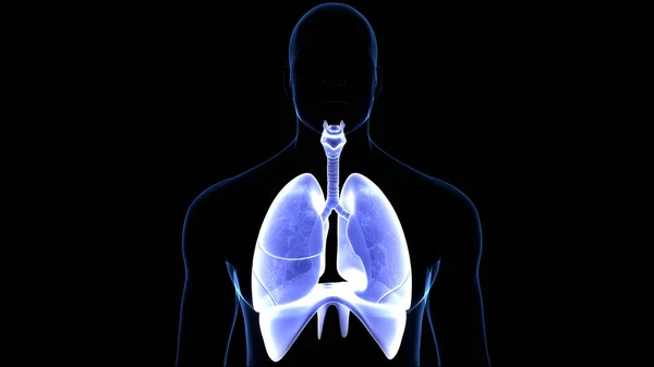 Pulmones Del Sistema Respiratorio Humano Con Anatomía Del Diafragma —  Fotos de Stock