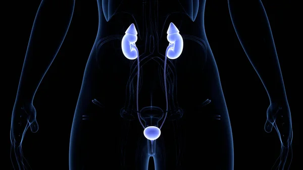 Lidský Močový Systém Ledviny Anatomie — Stock fotografie