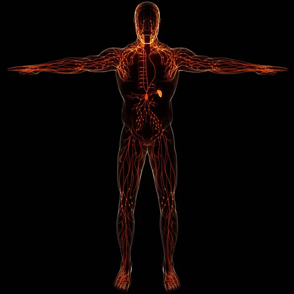 Sistema Interno Humano Anatomía Los Ganglios Linfáticos —  Fotos de Stock