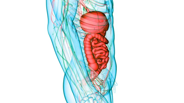 Anatomía Del Sistema Digestivo Humano —  Fotos de Stock