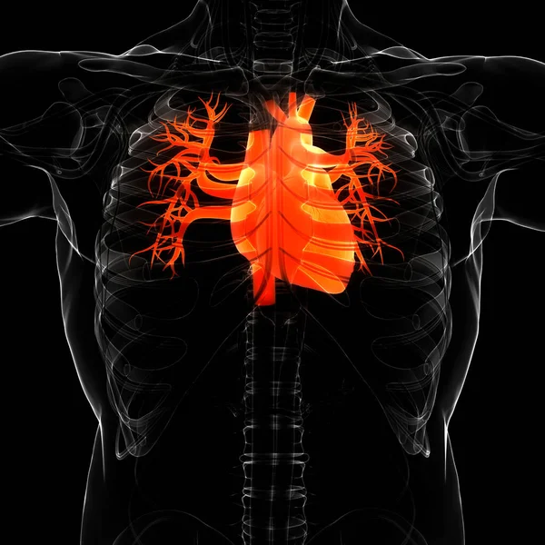 Ludzki Układ Krążenia Anatomia Serca — Zdjęcie stockowe