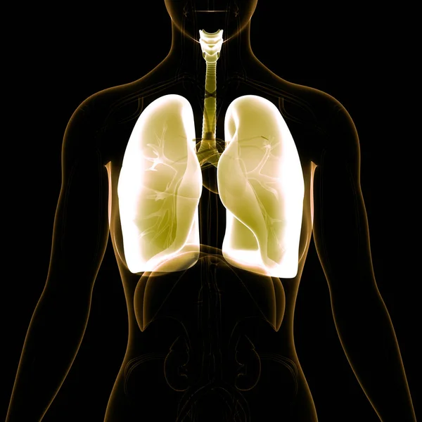 Pulmones Del Sistema Respiratorio Humano Con Anatomía Del Diafragma —  Fotos de Stock