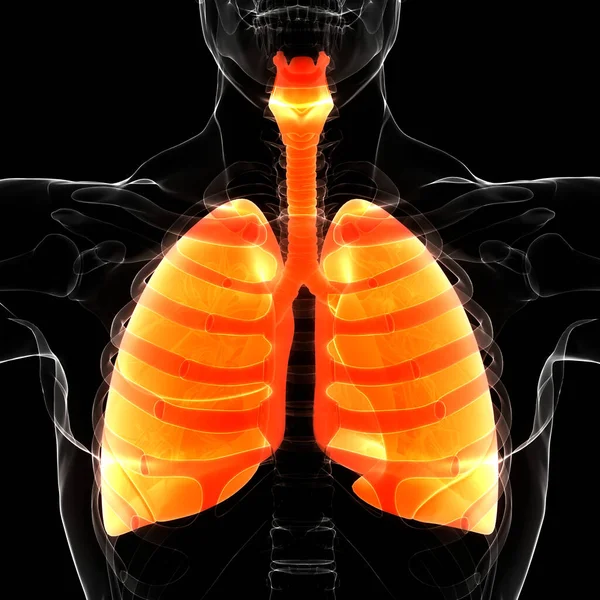 Conceito Sistema Respiratório Humano Anatomia Pulmonar — Fotografia de Stock