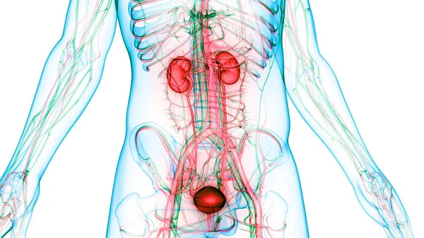 Système Urinaire Humain Anatomie Des Reins — Photo