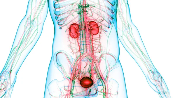 Людська Сечова Система Знищує Анатомію — стокове фото