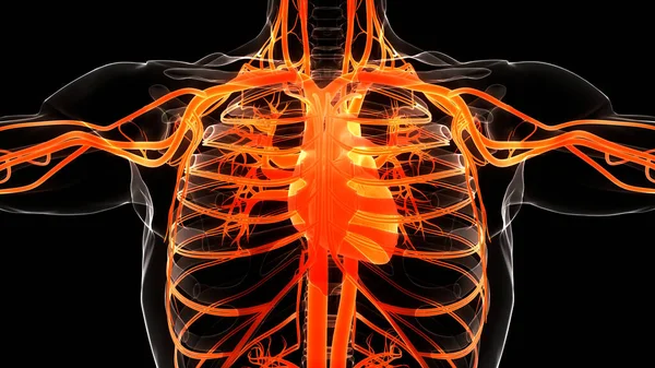 Anatomia Cardiaca Del Sistema Circolatorio Umano — Foto Stock