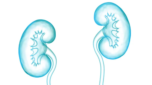 Anatomía Renal Del Sistema Urinario Humano — Foto de Stock